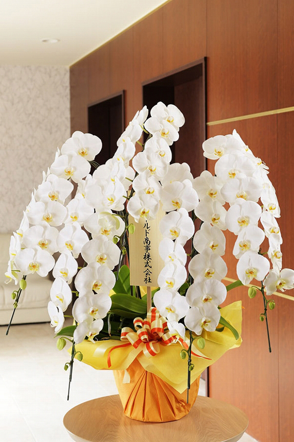 最高級胡蝶蘭5本立（白） 5万コース（75～85輪程度） ｜ 祝い花と供花